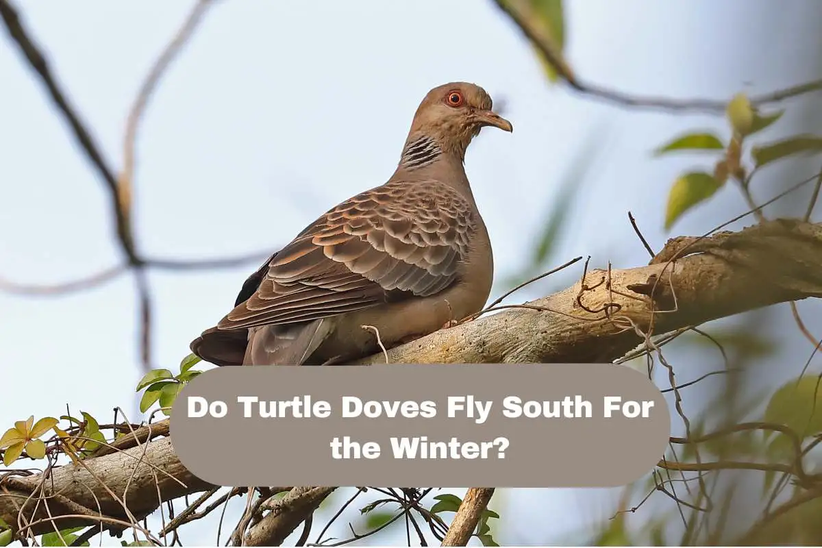 Do Turtle Doves Fly South For the Winter