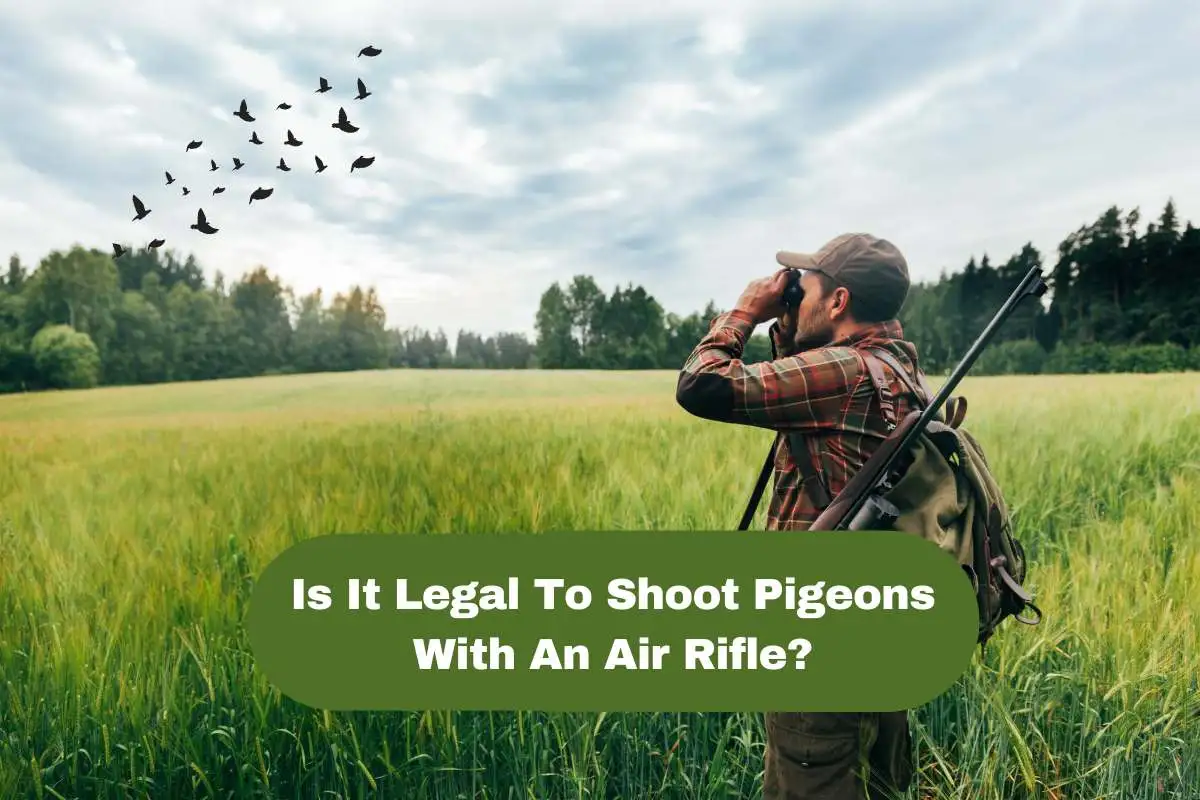 Is It Legal To Shoot Pigeons With An Air Rifle