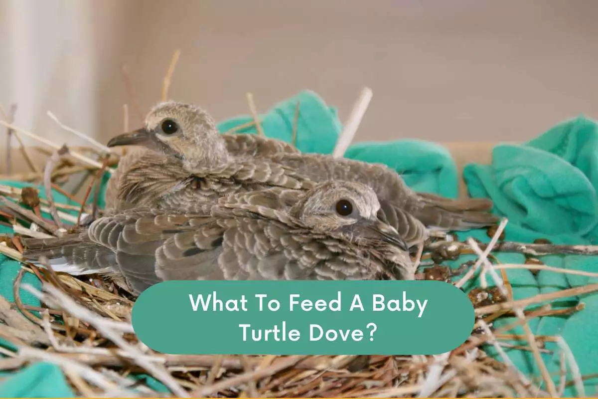 what to feed baby turtle dove
