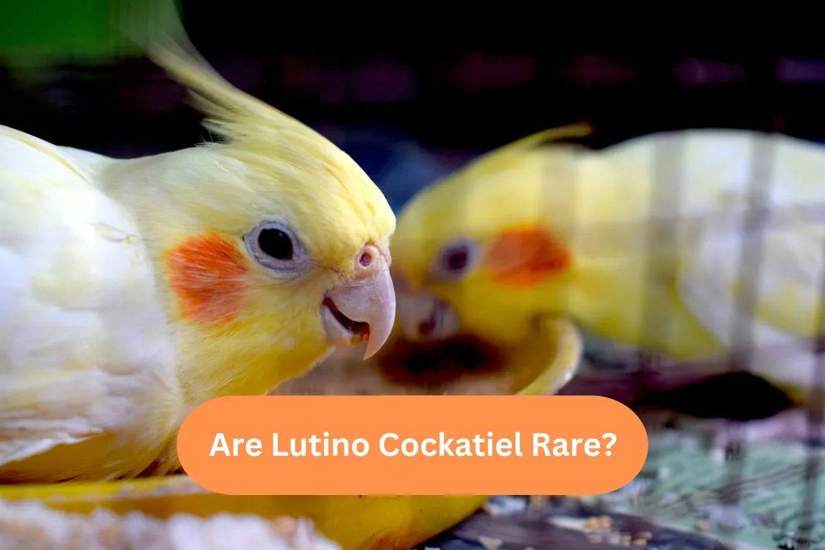 Are Lutino Cockatiel Rare?