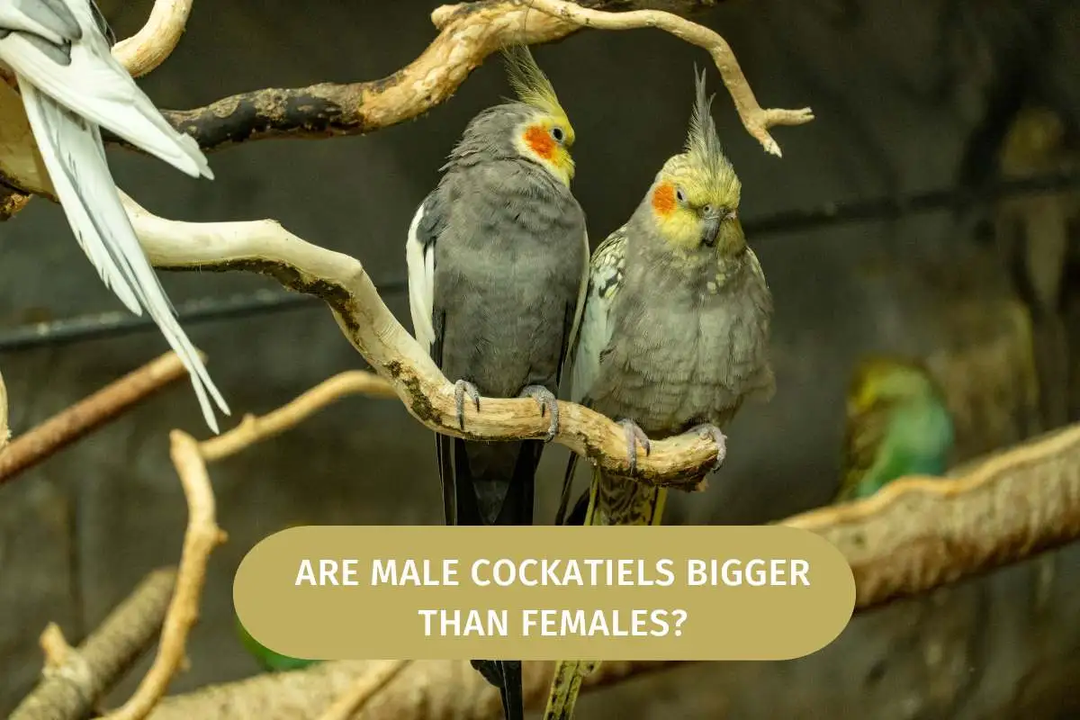 Are Male Cockatiels Bigger Than Females