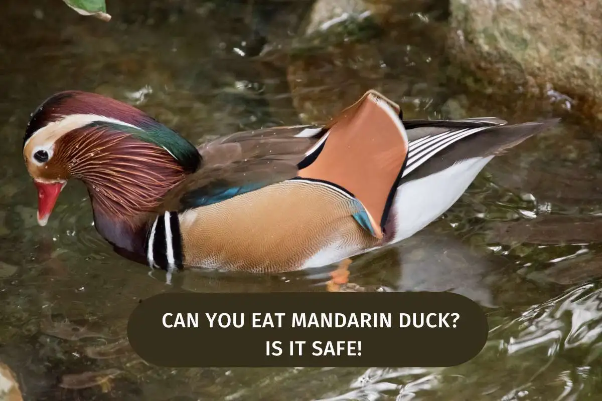 Can You Eat Mandarin Duck Is It Safe!