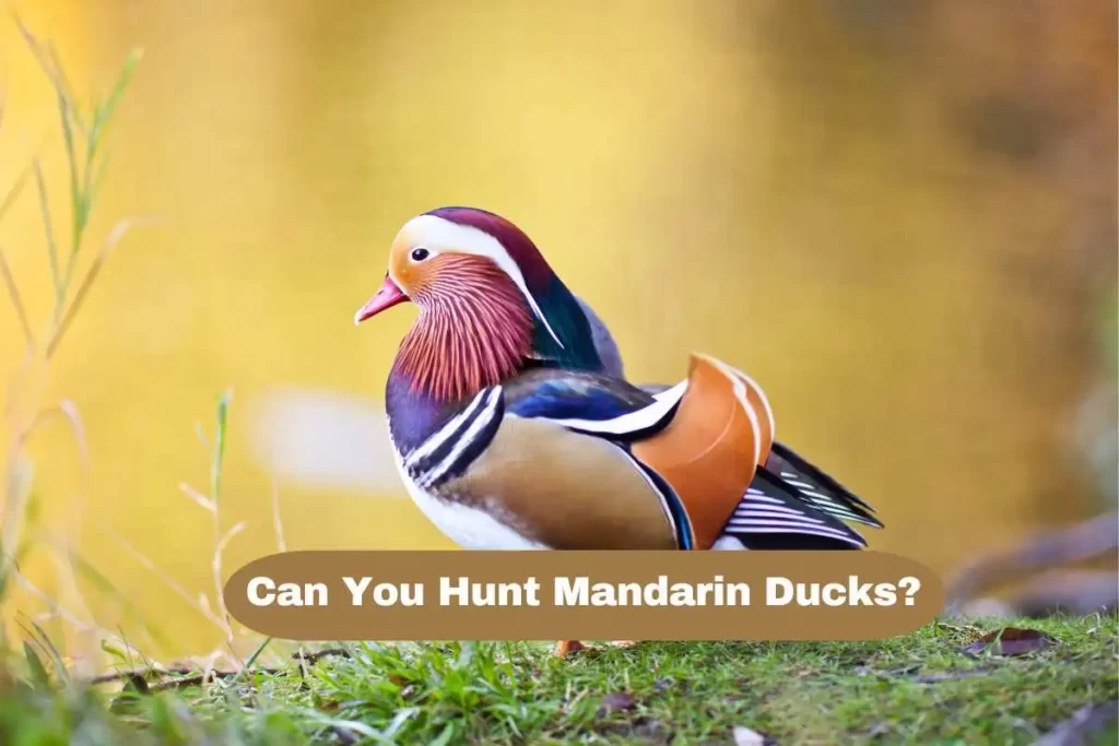 Can You Hunt Mandarin Ducks? Laws & Regulations!