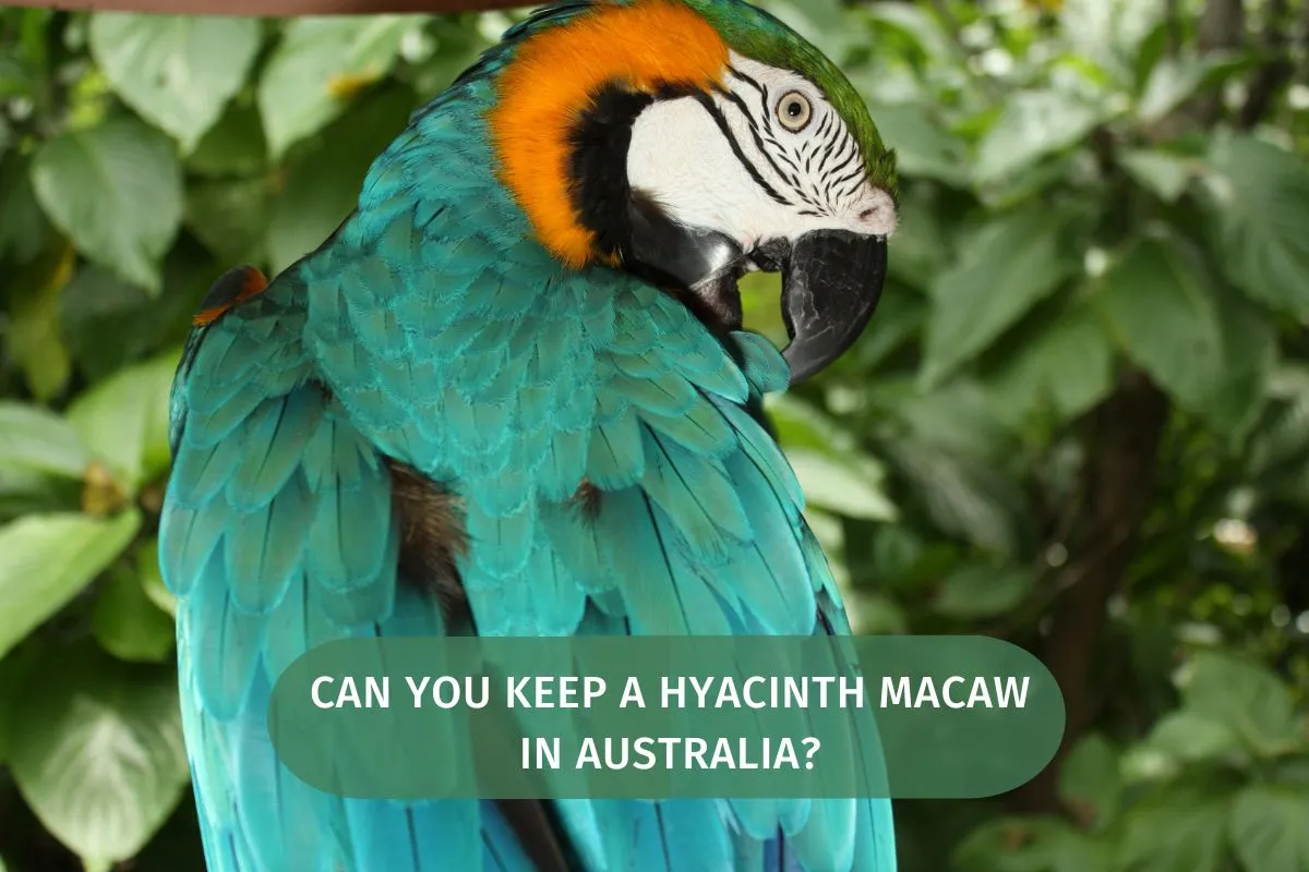 Can You Keep A Hyacinth Macaw In Australia