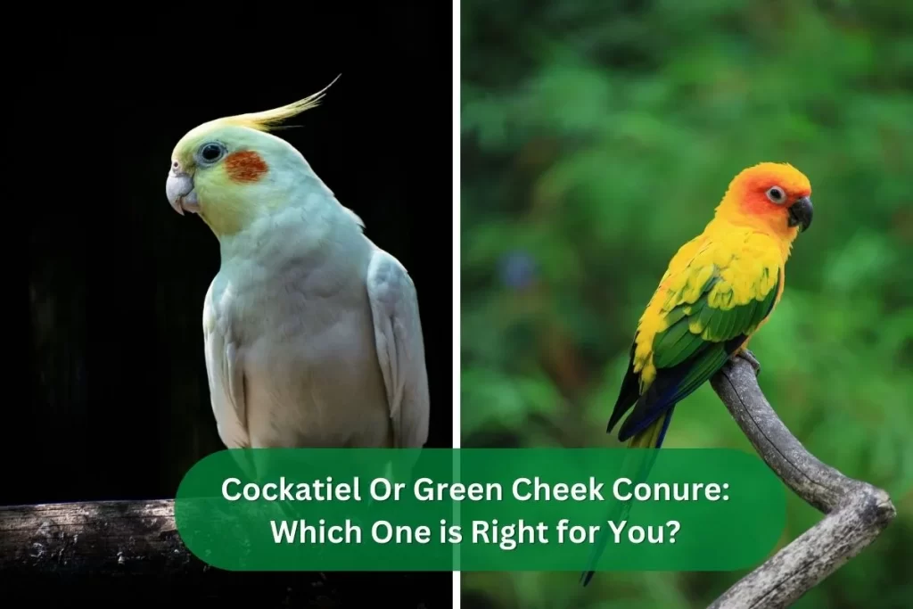 Cockatiel Or Green Cheek Conure Which One is Right for You?