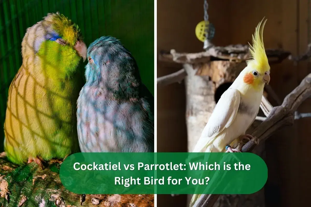 Cockatiel vs Parrotlet