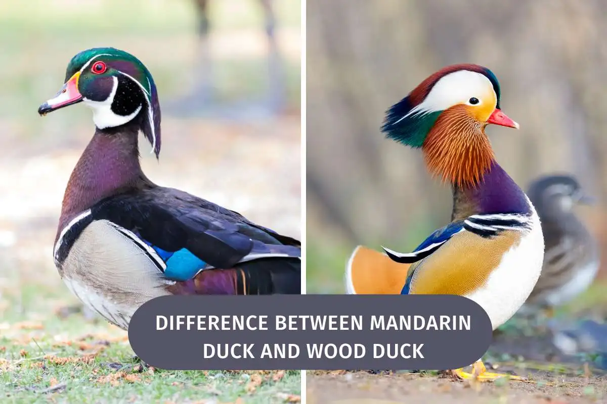 Difference Between Mandarin Duck And Wood Duck