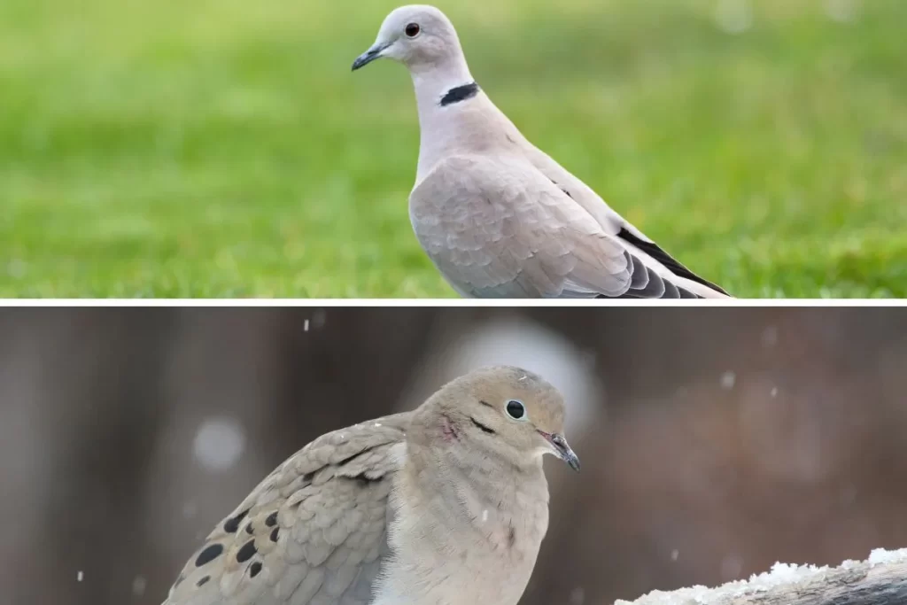 Ring Necked Dove VS Eurasian Collared Dove