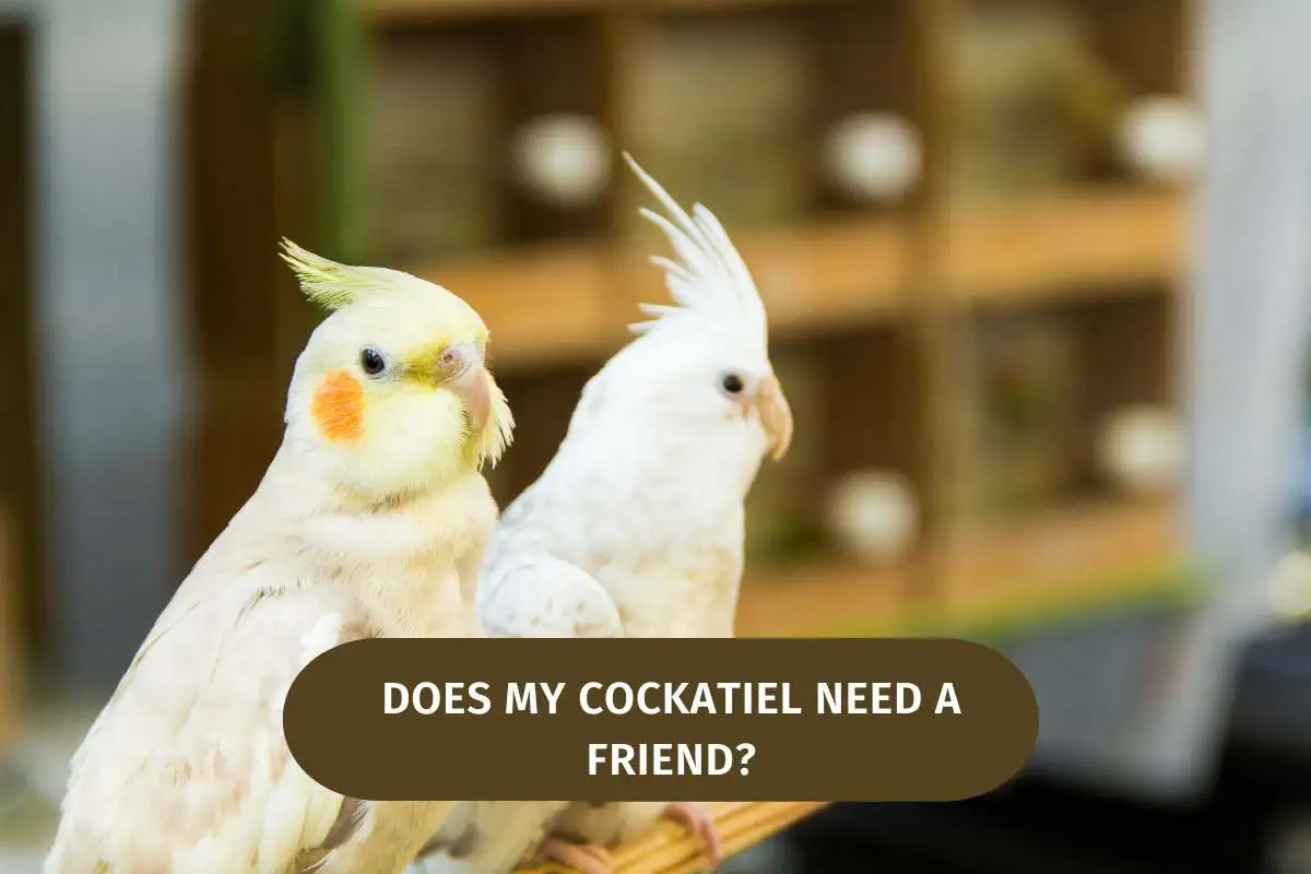 Does My Cockatiel Need A Friend