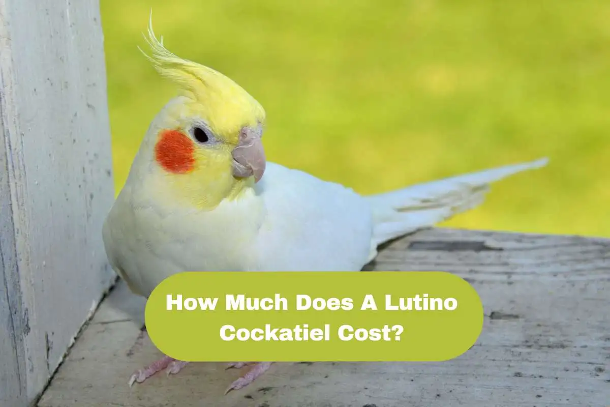 How Much Does A Lutino Cockatiel Cost