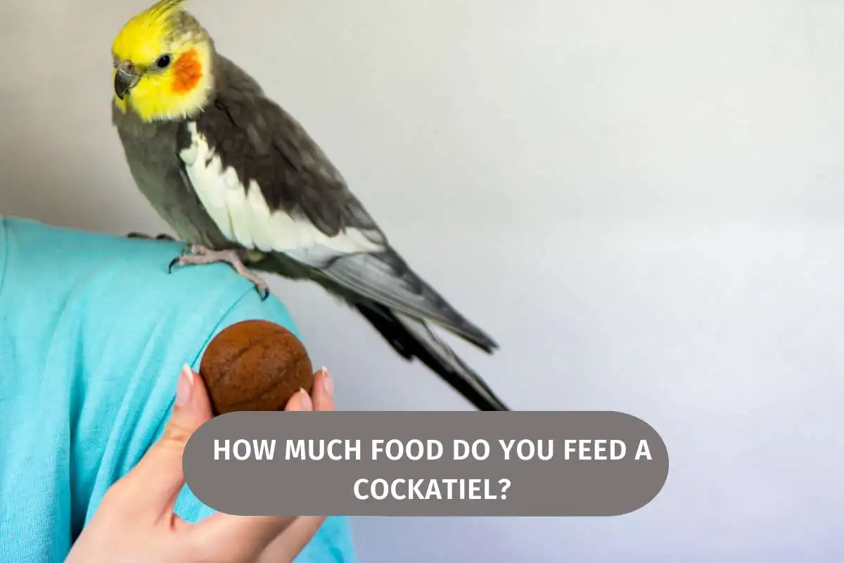 How Much Food Do You Feed A Cockatiel