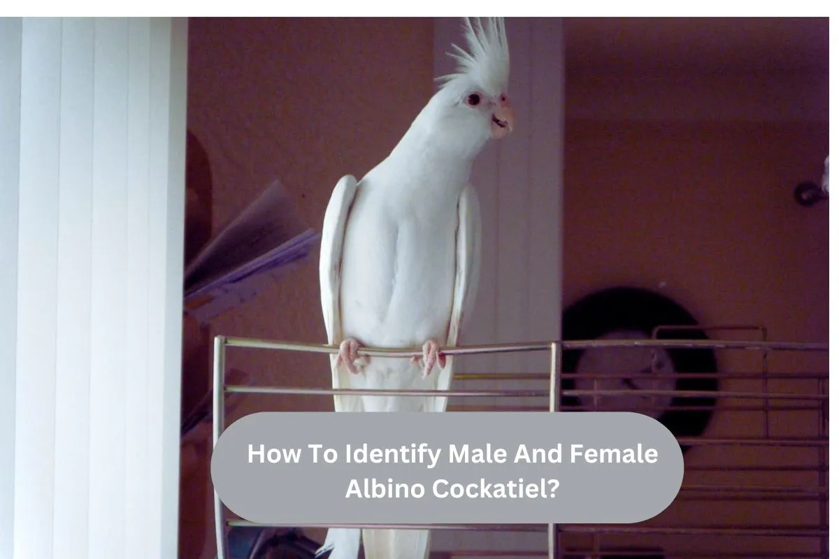 How To Identify Male And Female Albino Cockatiel