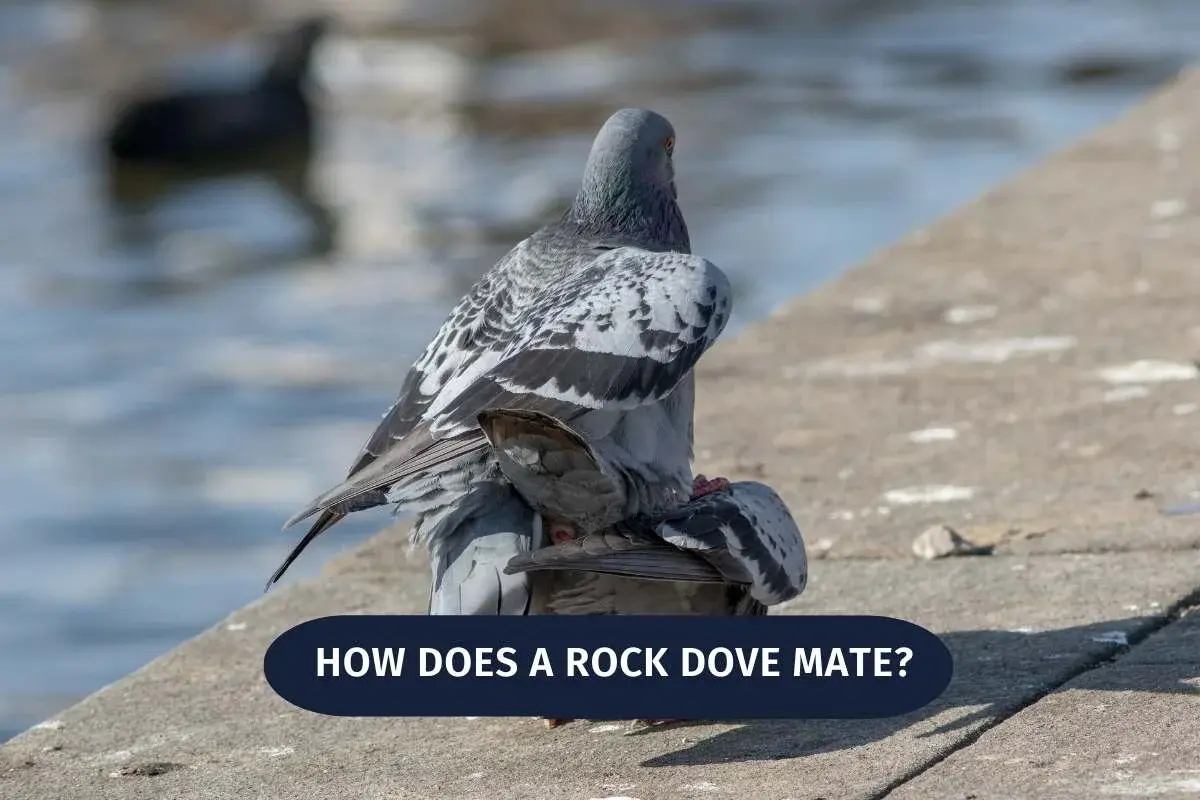 How does a rock dove mate