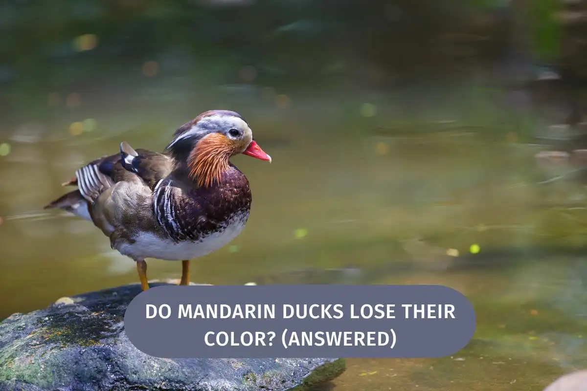 Do Mandarin Ducks Lose Their Color 