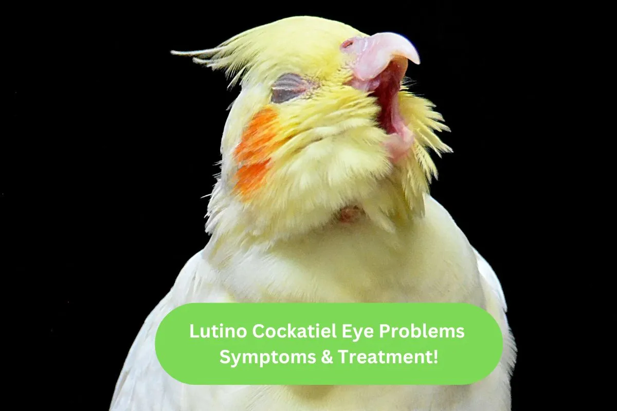 Lutino Cockatiel Eye Problems