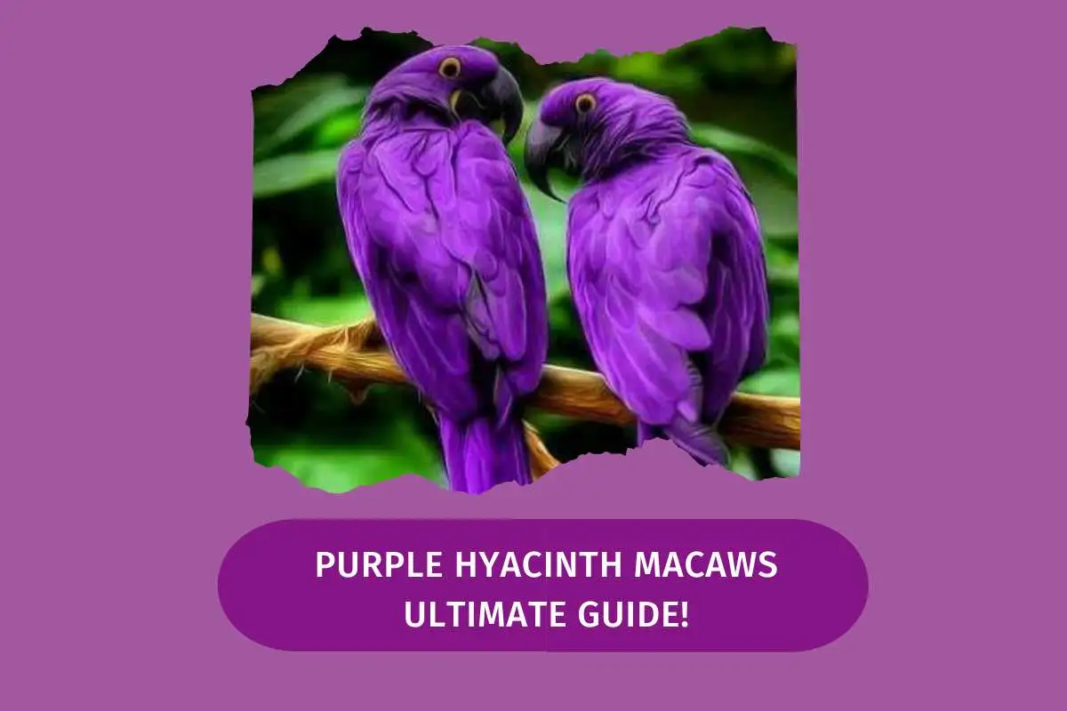 Purple Hyacinth Macaws
