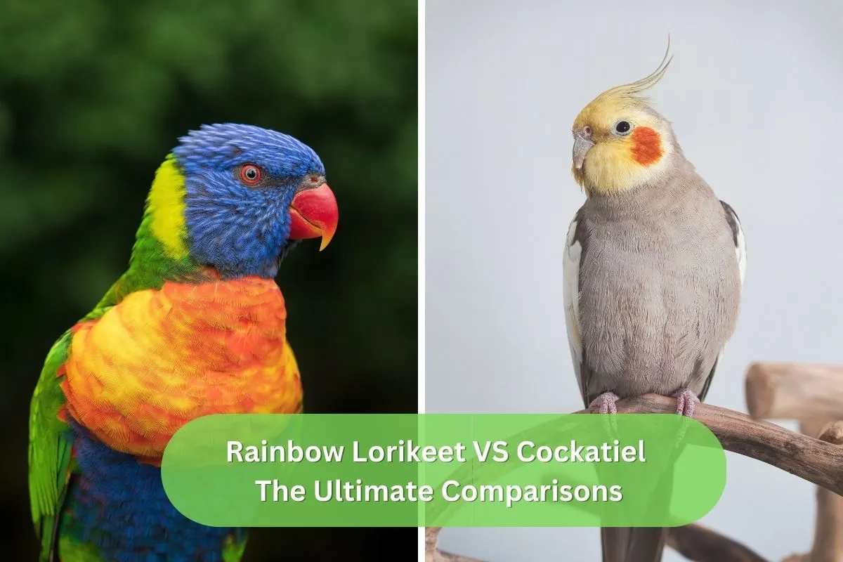 Rainbow Lorikeet VS Cockatiel