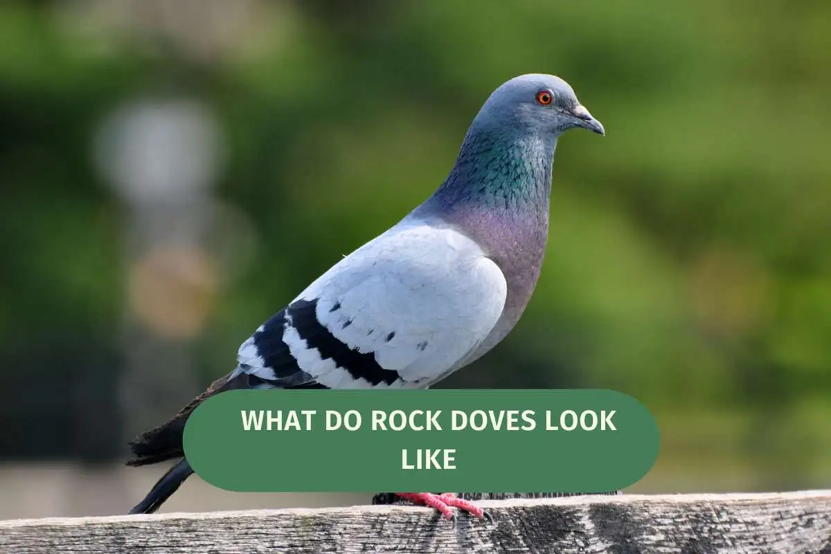 What Do Rock Doves Look Like