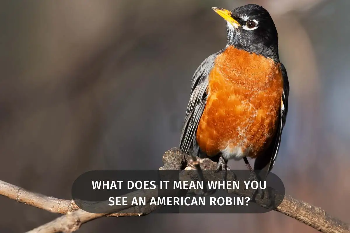 What Does It Mean When You See An American Robin