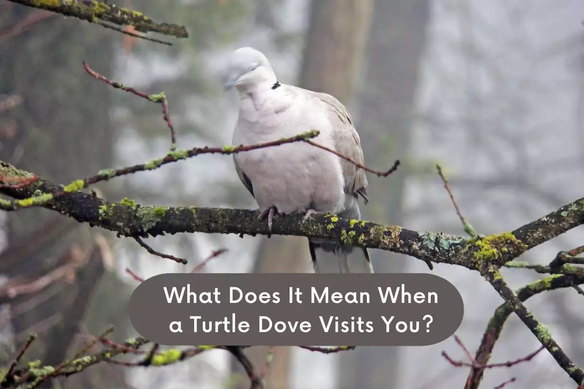 What Does It Mean When a Turtle Dove Visits You
