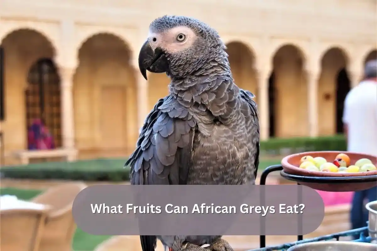 What Fruits Can African Greys Eat