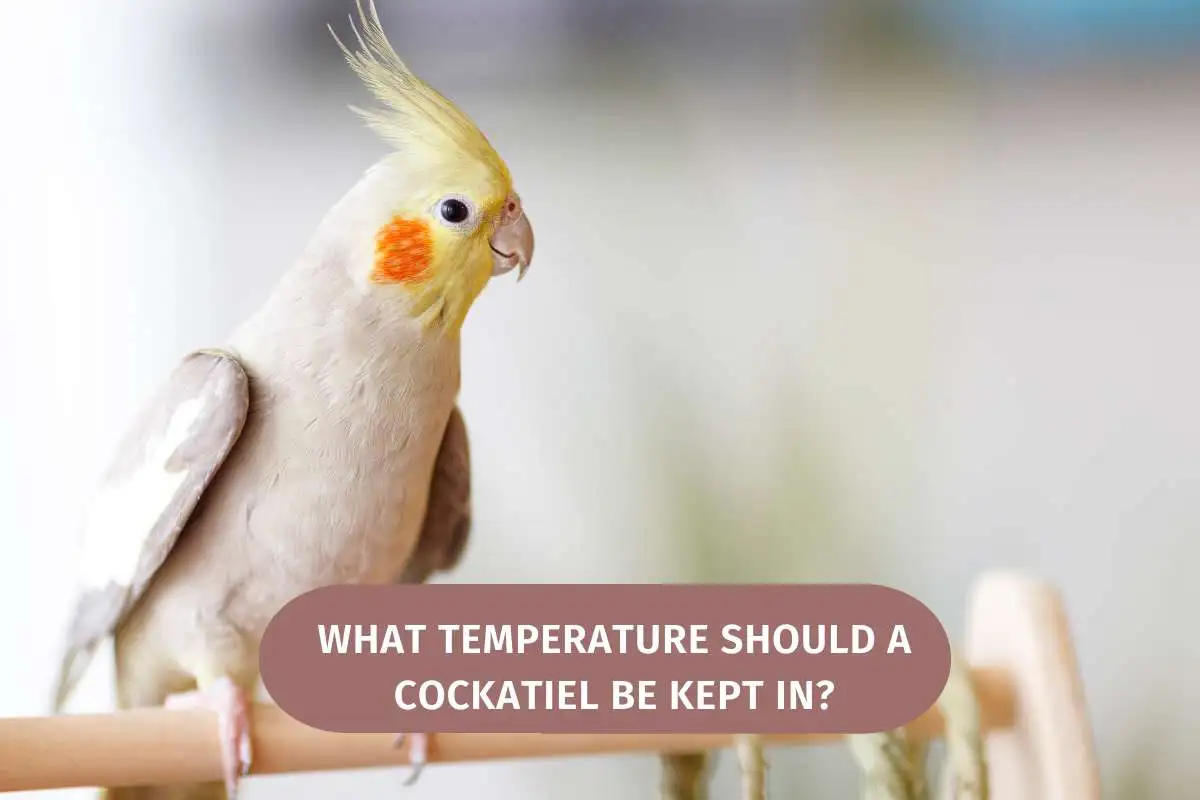 What Temperature Should A Cockatiel Be Kept In