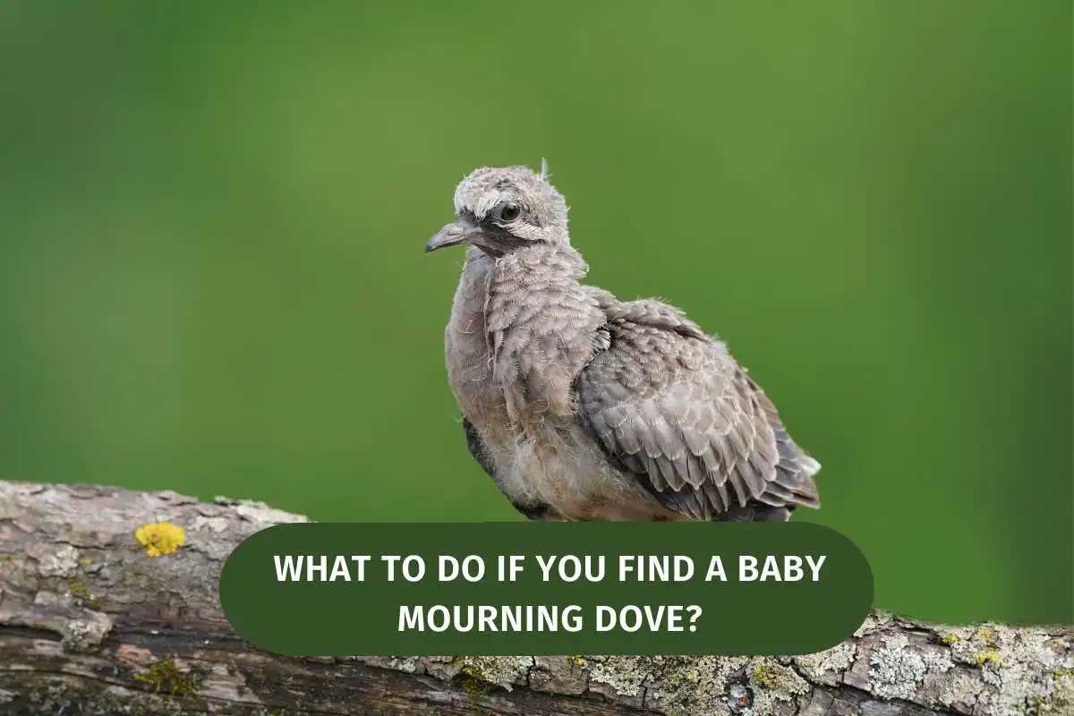 What To Do If You Find a Baby Mourning Dove
