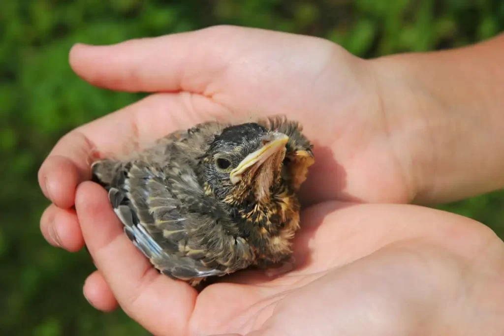 How To Take Care Of A Baby American Robin