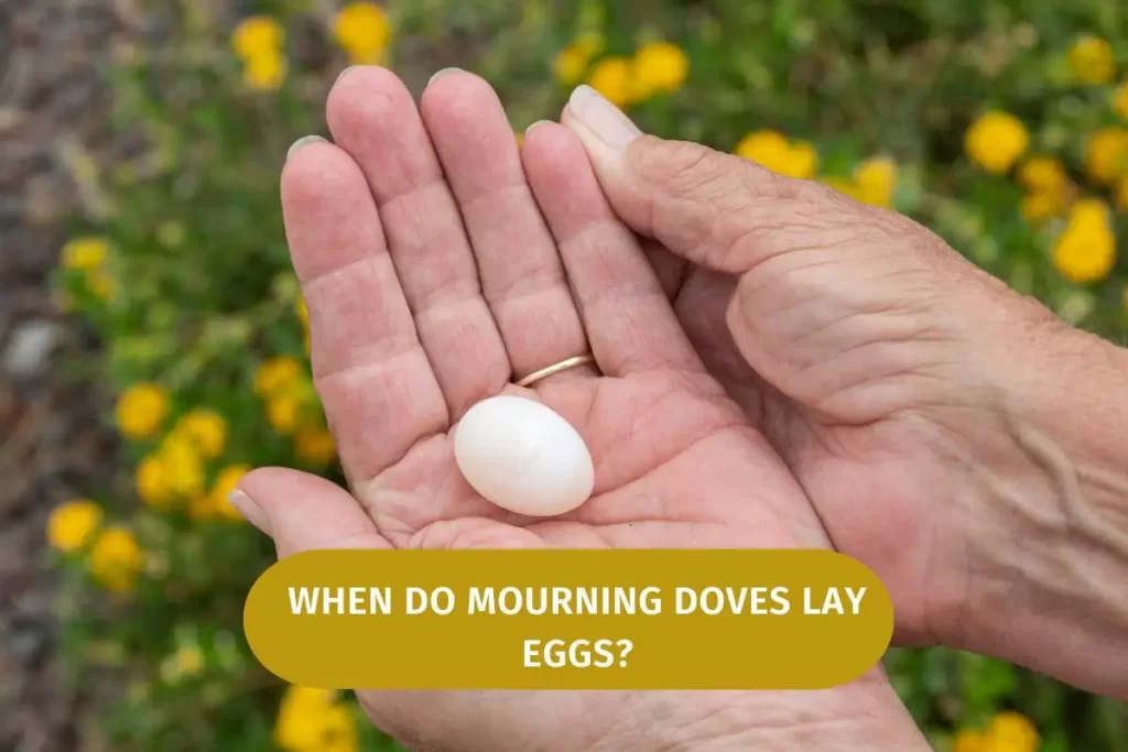 When Do Mourning Doves Lay Eggs Facts To Know when-do-mourning-doves-lay-eggs-facts-to-know