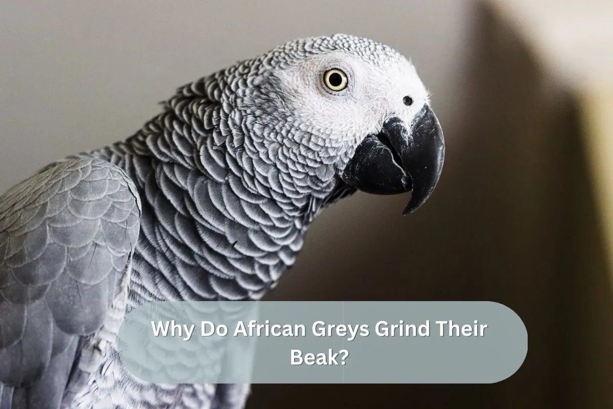 Why Do African Greys Grind Their Beak