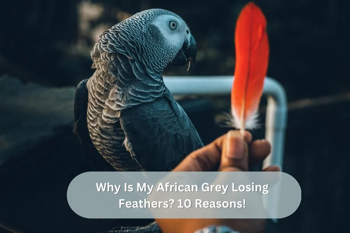 Why Is My African Grey Losing Feathers