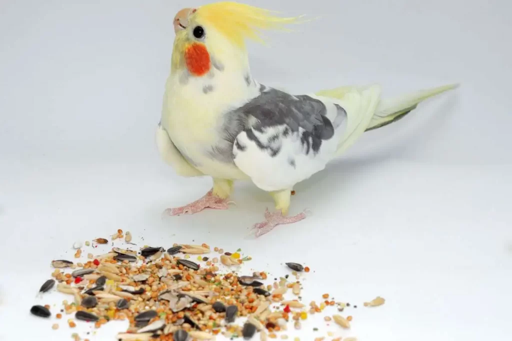 Can You Feed a Cockatiel Parrot Food