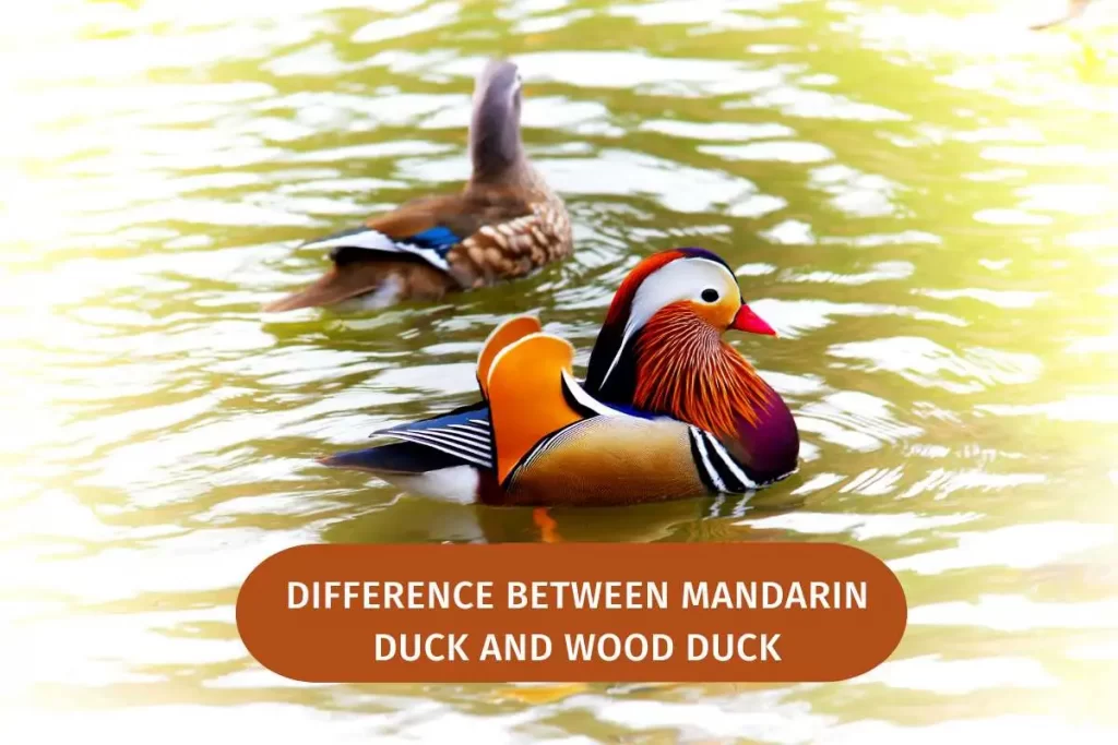 Do Mandarin Ducks Mate for Life? Myth or Fact!