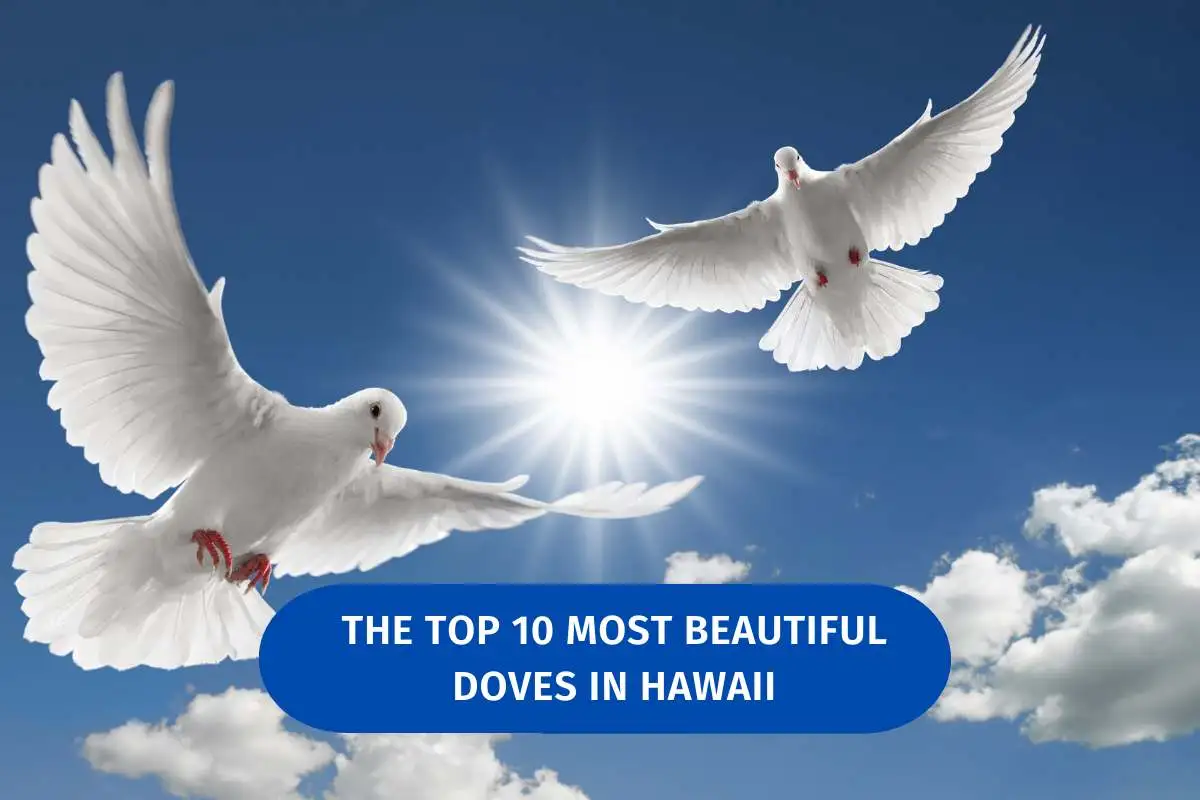 doves in hawaii