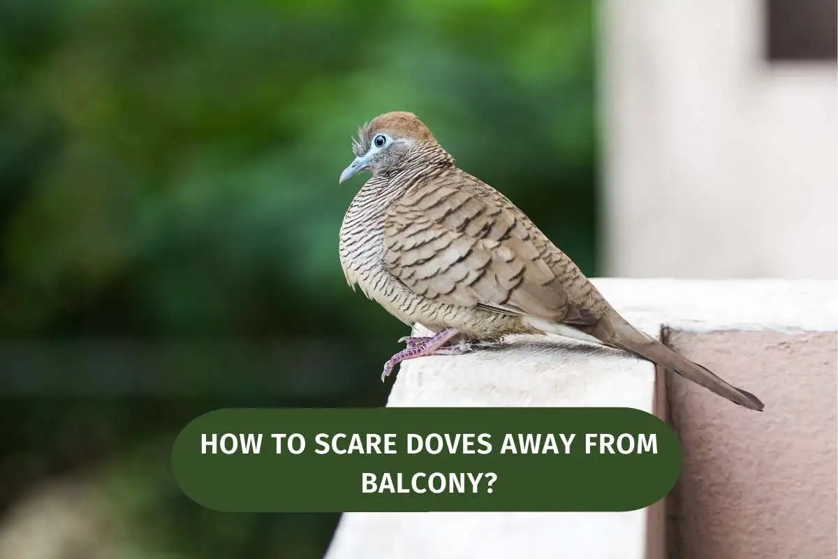 how to scare doves away from balcony