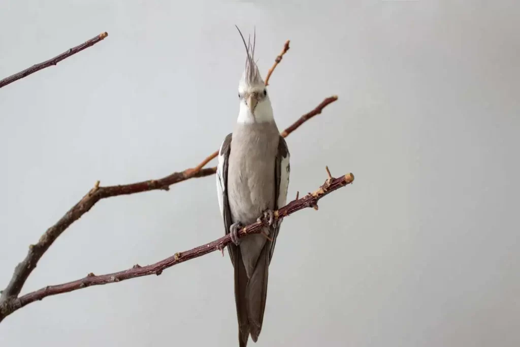 Reproduction and Breeding of White-Faced Cockatiels