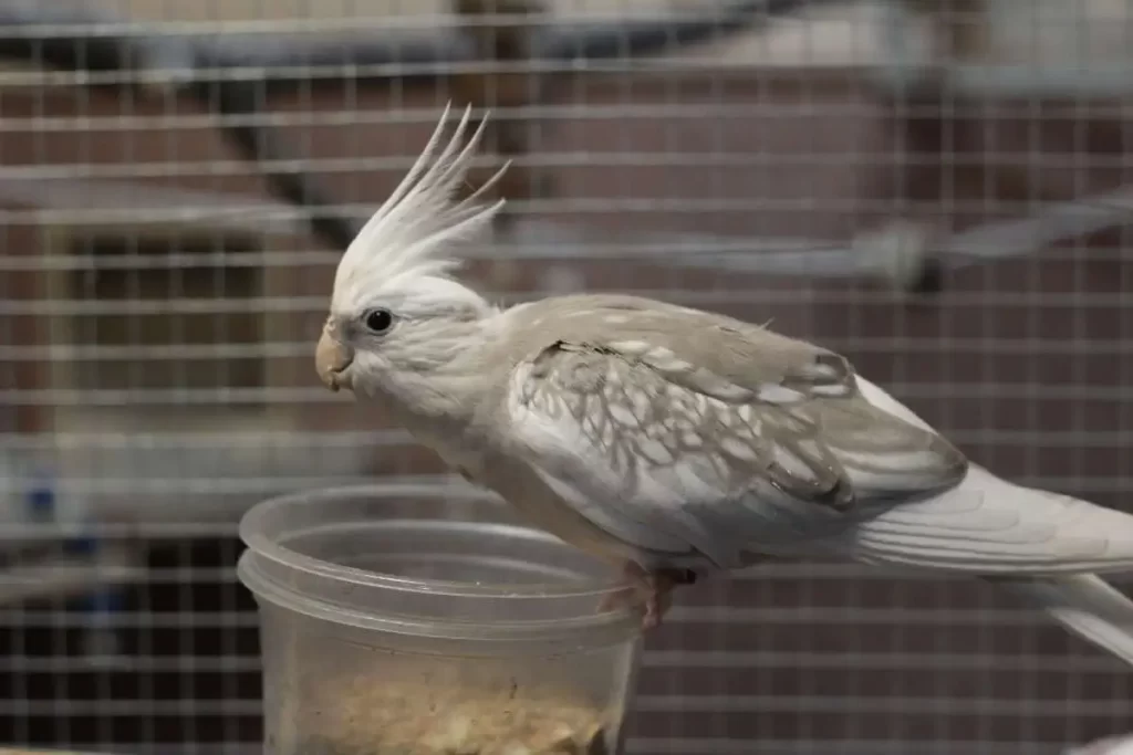 Feeding and Nutrition of white-faced cockatiel