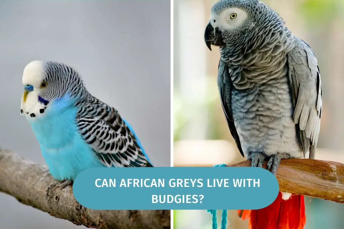 Can African Greys Live with Budgies