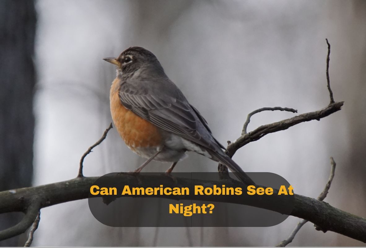 Can American Robins See At Night