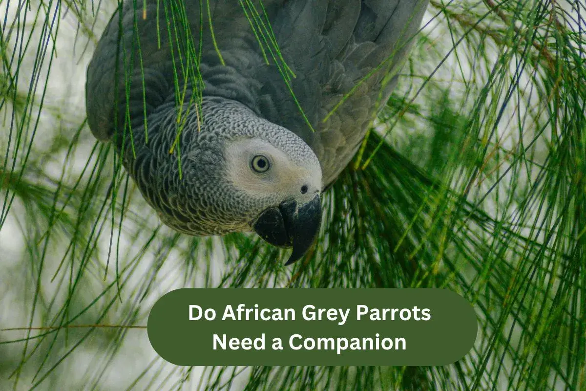 Do African Grey Parrots Need a Companion 