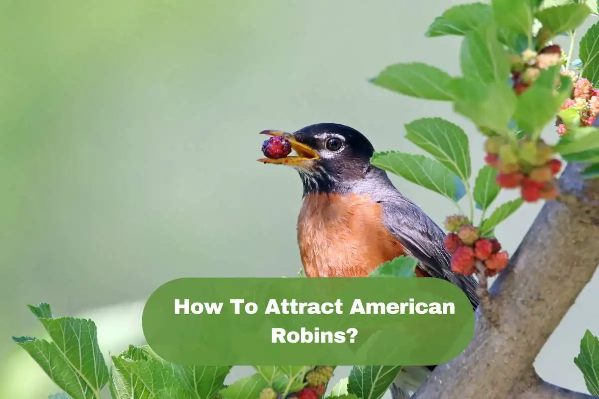 How To Attract American Robins?