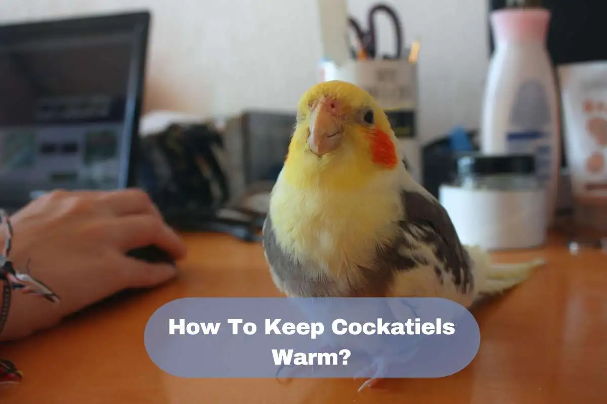How To Keep Cockatiels Warm