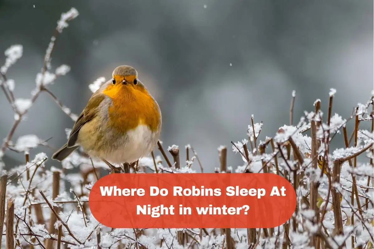 Where Do Robins Sleep At Night in winter