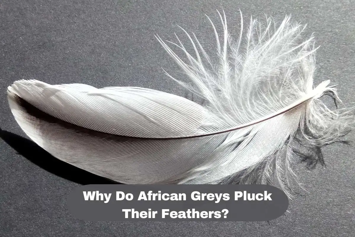 Why Do African Greys Pluck Their Feathers