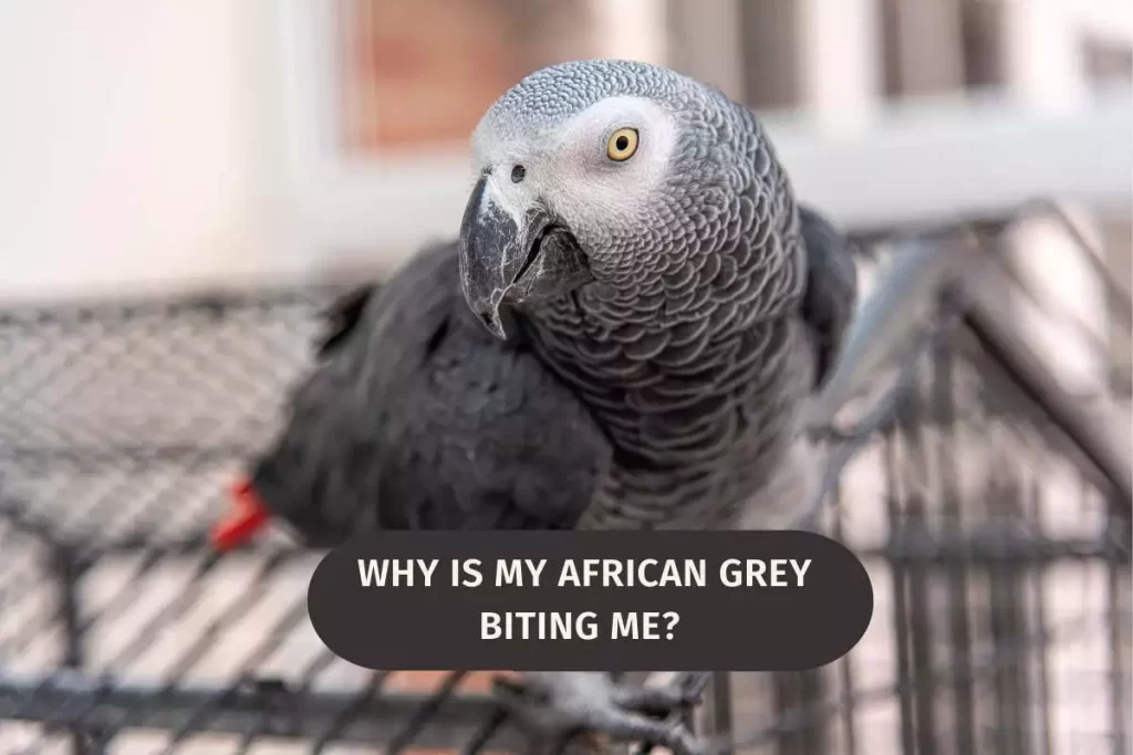 Why Is My African Grey Biting Me? Read This First!