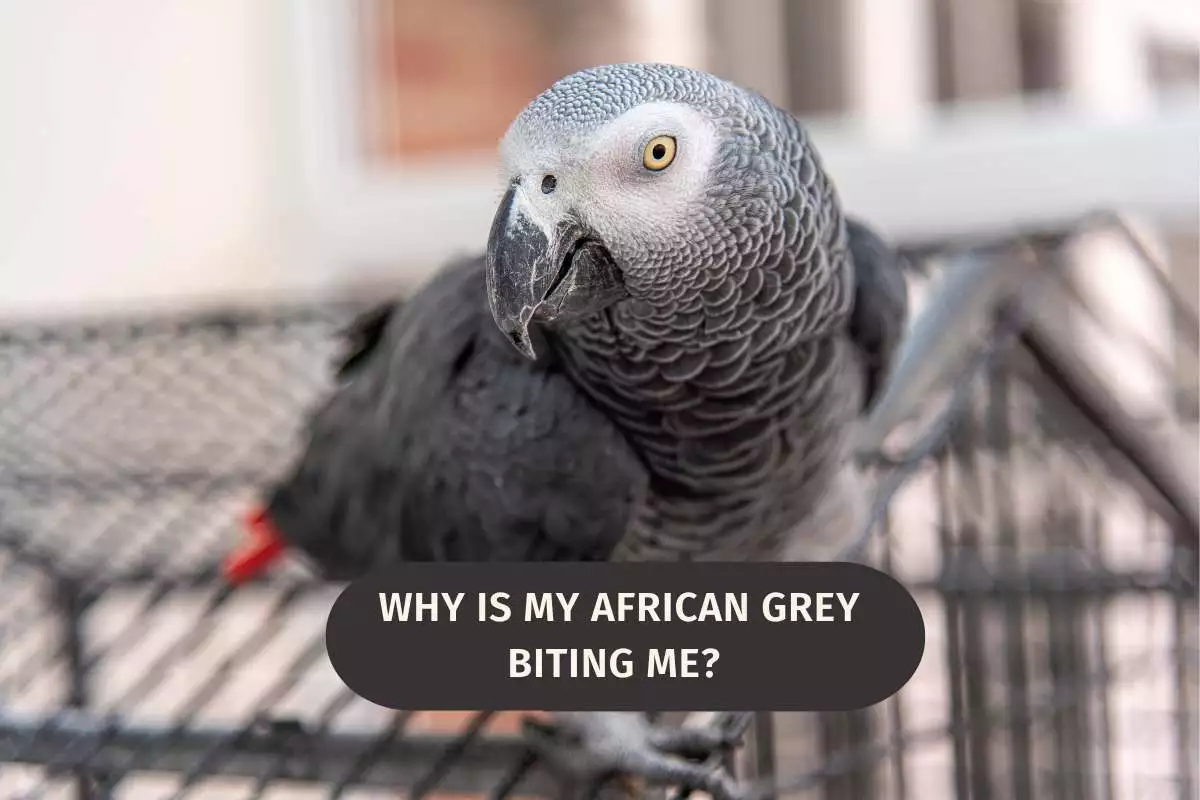 Why Is My African Grey Biting Me