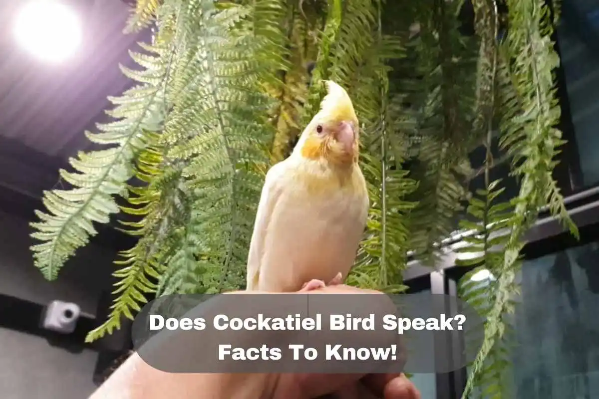 Does Cockatiel Bird Speak?