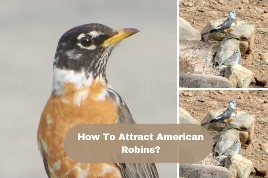American Robin with White Spots The Ultimate Guide!