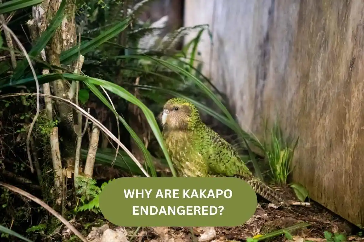 Why Are Kakapo Endangered