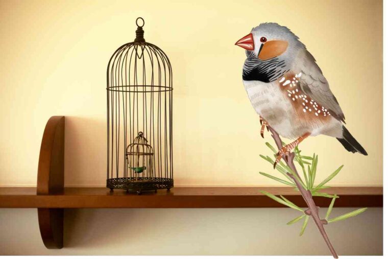 How to Make a Finch's Cage More Comfortable